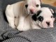 chiot type Bouledogue Fran&ccedil;ais disponible 
