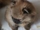 chiot spitz allemand adorable 