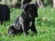 magnifique chiot femelle Cane Corso noire