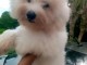 chiot type bichon maltais &agrave; donner 