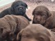 chiot labrador retriever disponible 