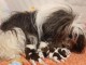 chiot Shih Tzu a donner 
