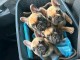 adoption chiot bouledogue fran&ccedil;ais 
