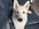 magnifique chiot husky sib&eacute;rien lof 