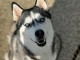 je donne chiot type husky sib&eacute;rien 