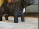 dons chiot bouledogue fran&ccedil;ais disponible 