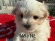 adorable chiot bichon maltais 