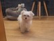 chiot bichon maltais disponible pour adoption 
