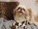 annonce chiot Shih Tzu a donner 