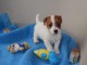 Male chiot Jack Russell &agrave; donner