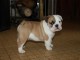 A DONNER chiot type Bulldog Anglais M&acirc;le