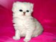 Je donne chaton Persan Chinchilla femelle