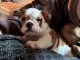 B&eacute;b&eacute; chiot bulldog anglais m&acirc;le a donner 