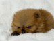 Magnifique chiot spitz allemand disponible 