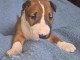 Magnifique chiot bull terrier a donner 