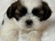 chiot type Shih Tzu a donner contre bon soin 