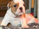 je donne chiot bulldog anglais m&acirc;le 