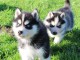je donne deux chiots husky sib&eacute;rien 