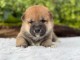 magnifique chiot Shiba inu a donner contre bon soin 