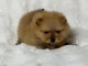 magnifique chiot spitz allemand 