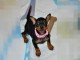 je donne chiot pinscher nain disponible 