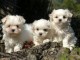 je donne chiot bichon maltais 