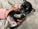 je donne chiot chihuahua femelle 