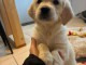 magnifique chiot golden retriever disponible 