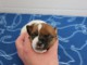 chiot jack ressel disponible pour adoption 