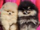 Pomeranian BOO &ldquo;nounours&rdquo;, chiots Spitz Pomeranian