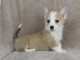 Chiots Welsh Corgi Pembroke