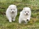 je donne chiot spitz japonais disponible 
