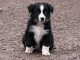 b&eacute;b&eacute; chiot berger australien disponible 