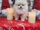 chiot spitz allemand race pure 
