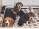 adoption chiot beagle m&acirc;le et femelle 