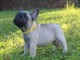 &agrave; placer chiot bouledogue fran&ccedil;ais 