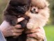 magnifique chiot spitz allemand 