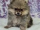 adorable chiot spitz allemand race pure 