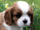 chiot cavalier king charle femelle a donner 