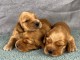 je donne chiot cocker anglais disponible 