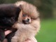 chiot spitz allemand race pure 