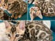adoption chaton Bengal disponible 