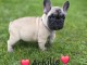 type bouledogue fran&ccedil;ais disponible 