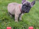 &agrave; adopter chiot bouledogue fran&ccedil;ais 