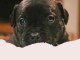 magnifique chiot staffie disponible 