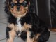 je donne chiot cavalier king charle femelle 