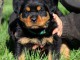 je donne chiot rottweiler disponible 