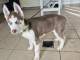 chiot type husky sib&eacute;rien adorable &agrave; vendre 