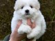chiot type coton de Tul&eacute;ar a donner 
