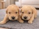 adorable chiot golden retriever m&acirc;le et femelle 